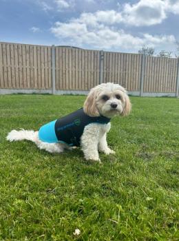 New Blue anti-bite protection vest K2 2.0 for dogs